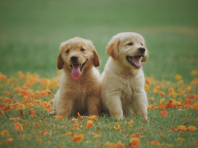 hond