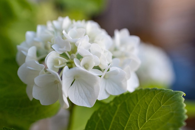 Bloemen bezorgen voor speciale gelegenheden: Het perfecte gebaar