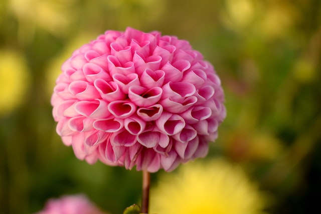 bloemen